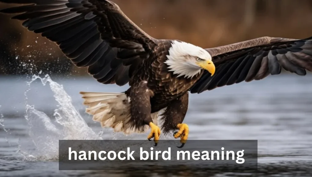 Hancock Bird Meaning